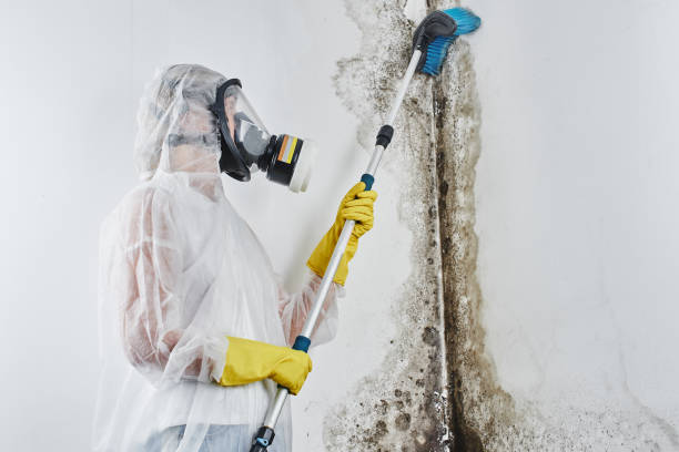Mold Testing and Removal in Hollandale, MS