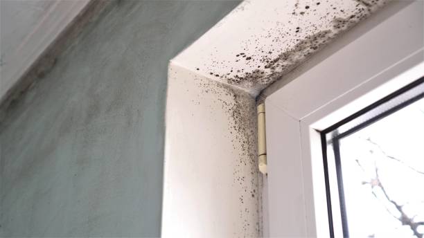 Best Toxic Mold Removal  in Hollandale, MS