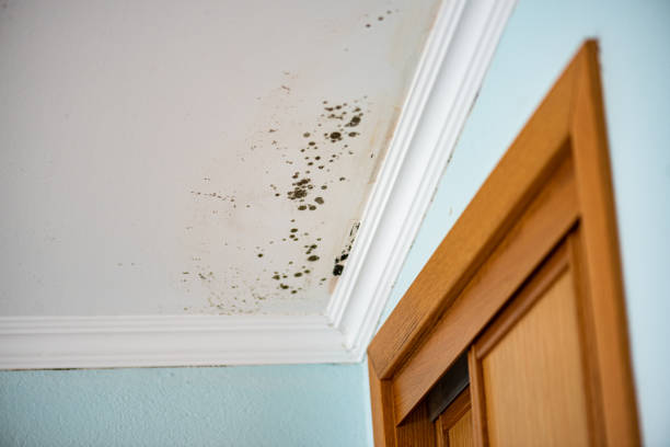Best Local Mold Removal Service  in Hollandale, MS