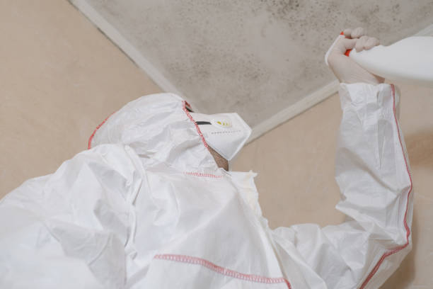Best Attic Mold Removal  in Hollandale, MS