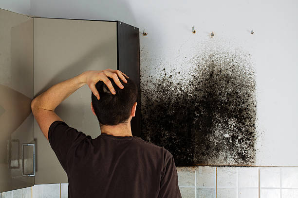 Best Mold Testing  in Hollandale, MS